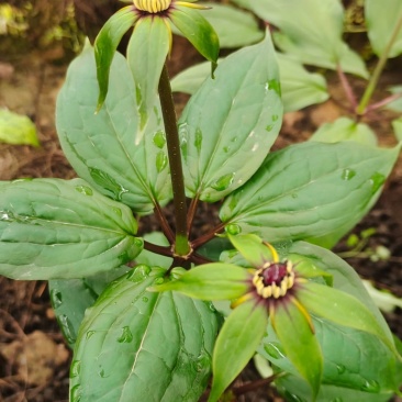 球药隔重楼。黑花重楼籽育苗