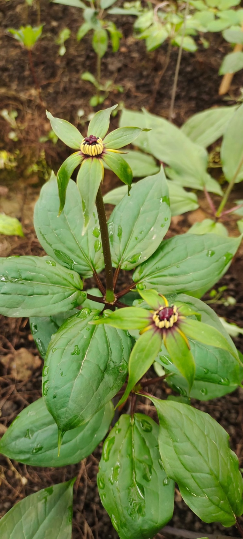球药隔重楼。黑花重楼籽育苗