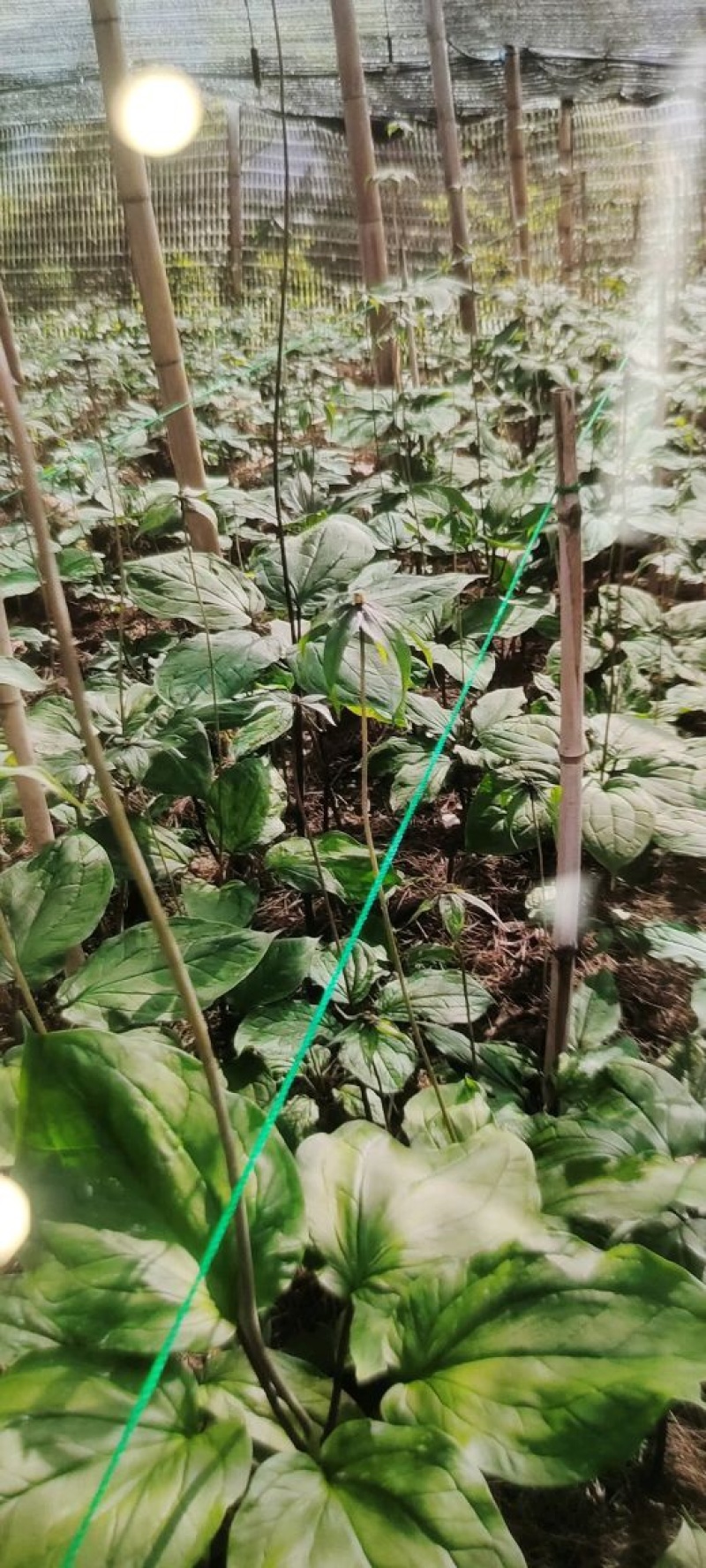 球药隔重楼。黑花重楼籽育苗