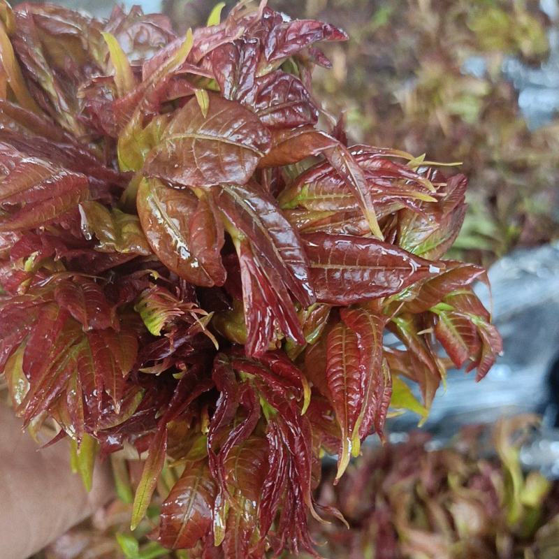 河北红油香椿芽大量上市了，有喜欢的朋友们来找我，