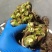 河北红油香椿芽大量上市了，有喜欢的朋友们来找我，