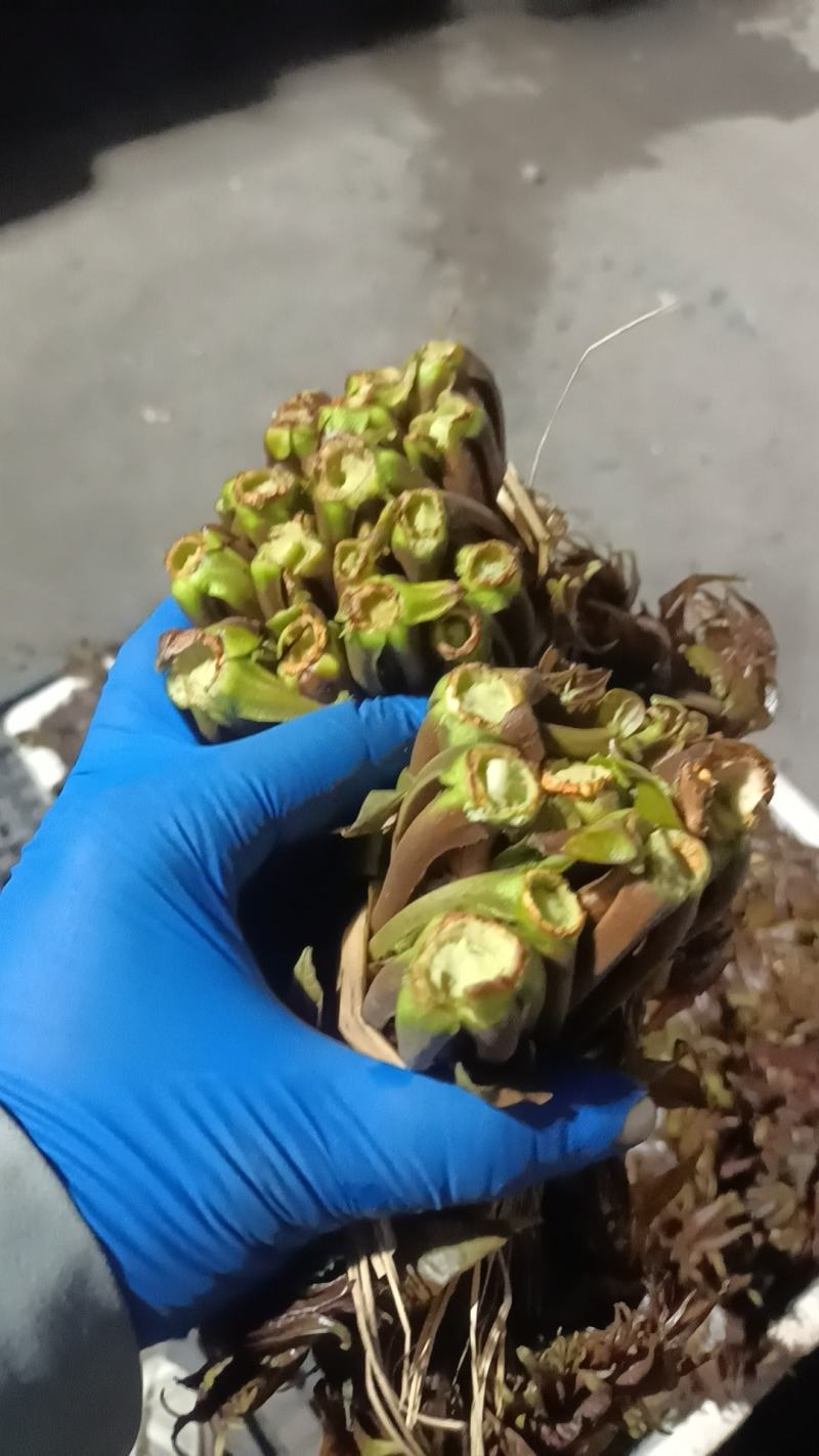 河北红油香椿芽大量上市了，有喜欢的朋友们来找我，