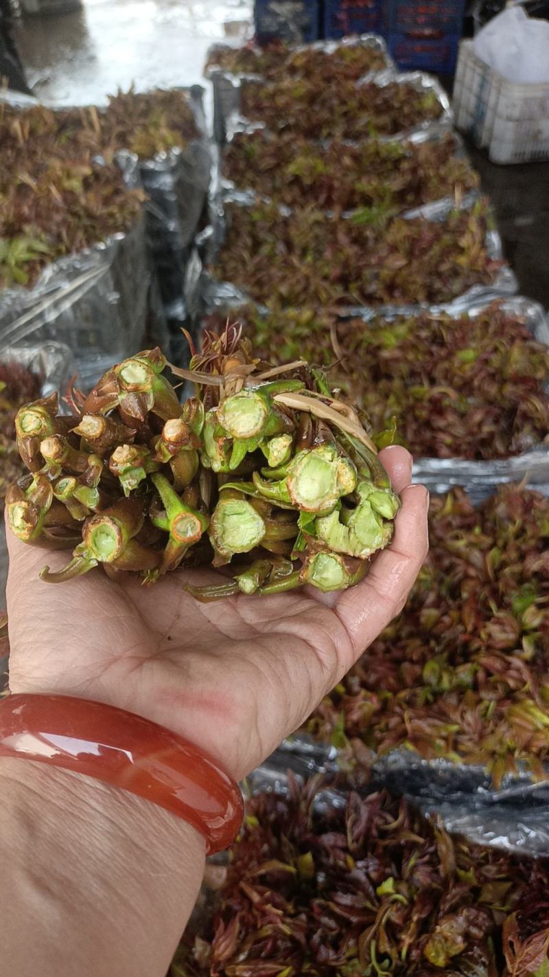 河北红油香椿芽大量上市了，有喜欢的朋友们来找我，
