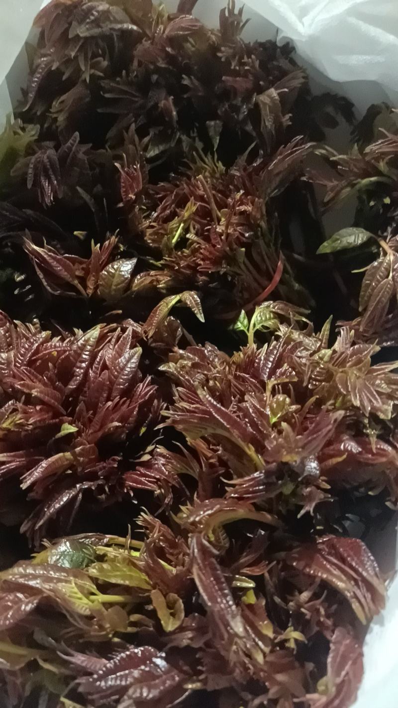 河北红油香椿芽大量上市了，有喜欢的朋友们来找我，