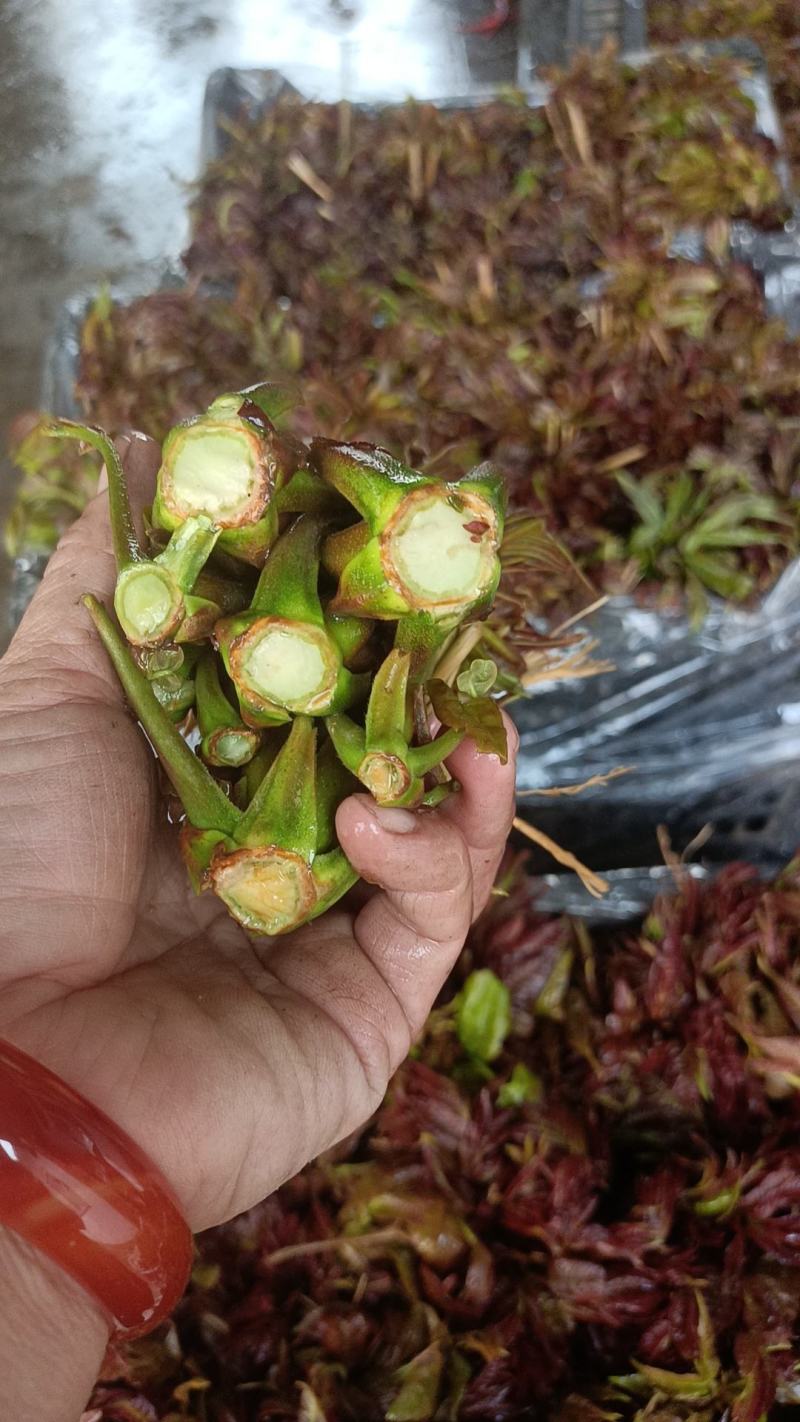 河北红油香椿芽大量上市了，有喜欢的朋友们来找我，