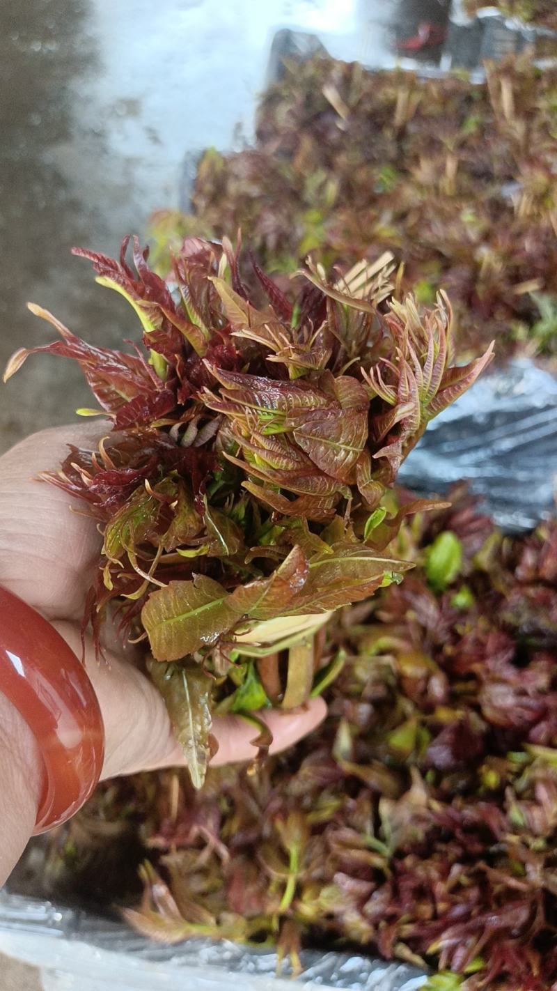 河北红油香椿芽大量上市了，有喜欢的朋友们来找我，