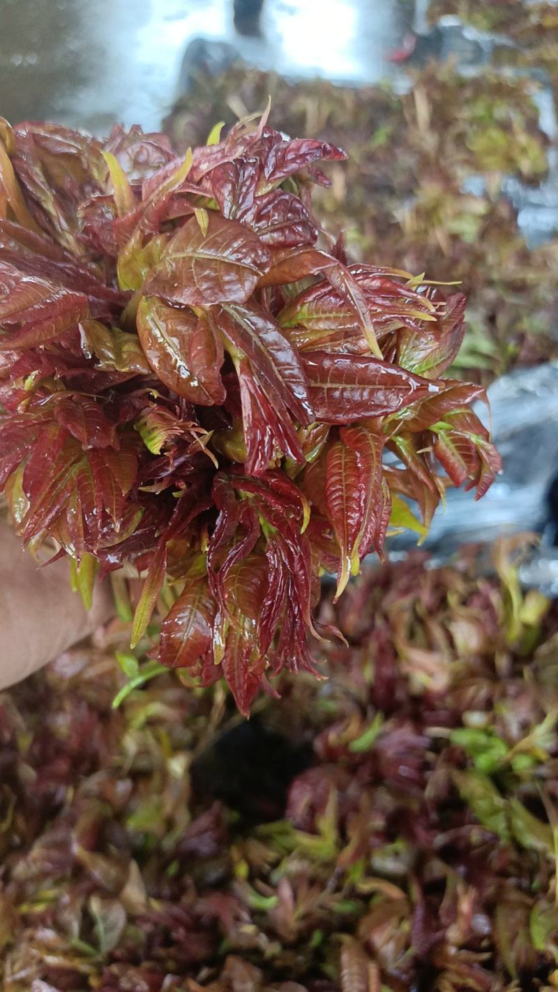 河北红油香椿芽大量上市了，有喜欢的朋友们来找我，
