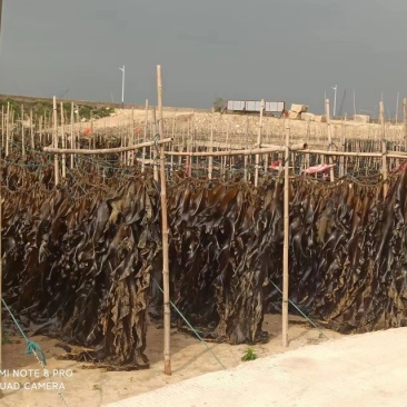 福建无沙干海带挂菜，大量出售，全国各地发货，批发