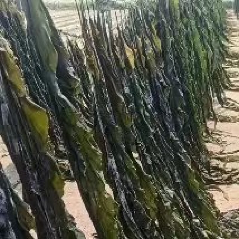 福建无沙干海带挂菜，大量出售，全国各地发货，批发