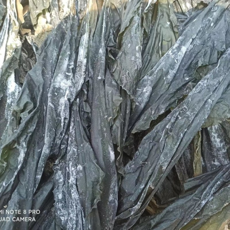 福建无沙干海带挂菜，大量出售，全国各地发货，批发