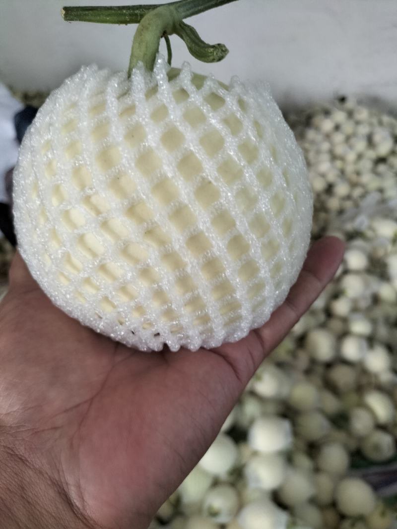 砀山县白皮甜瓜小香瓜，冰糖罐瓜，博洋九，脆皮甜瓜
