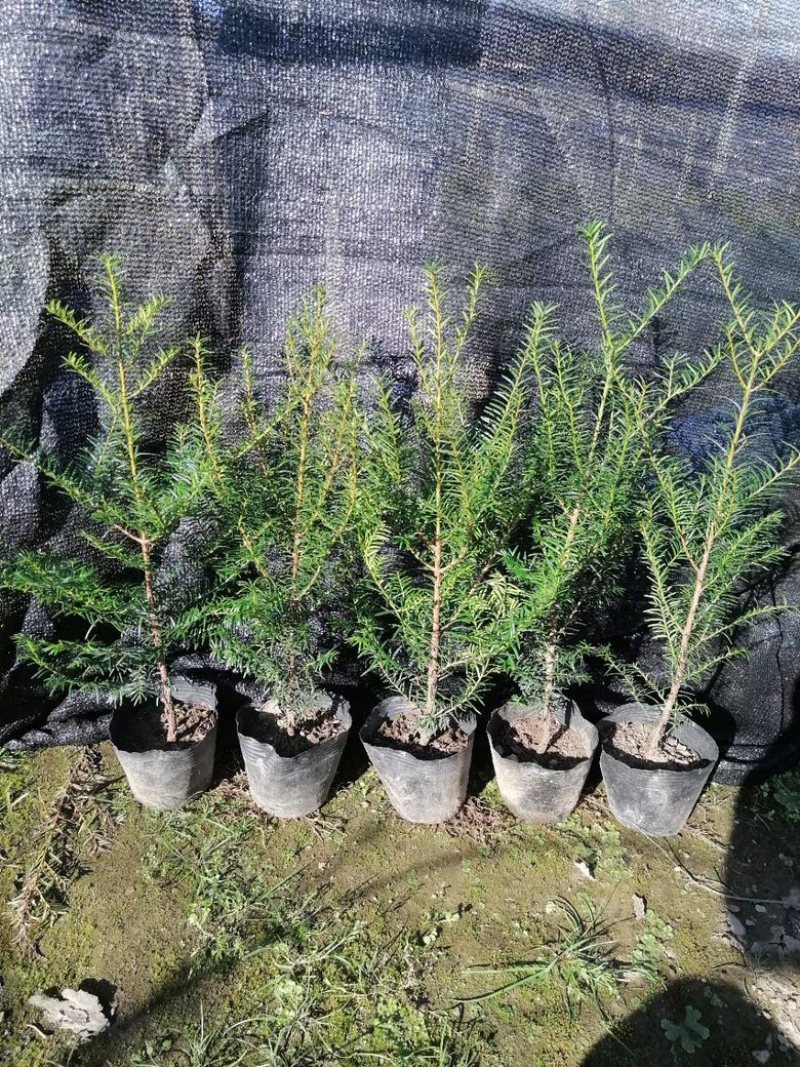 东北红豆杉矮紫杉