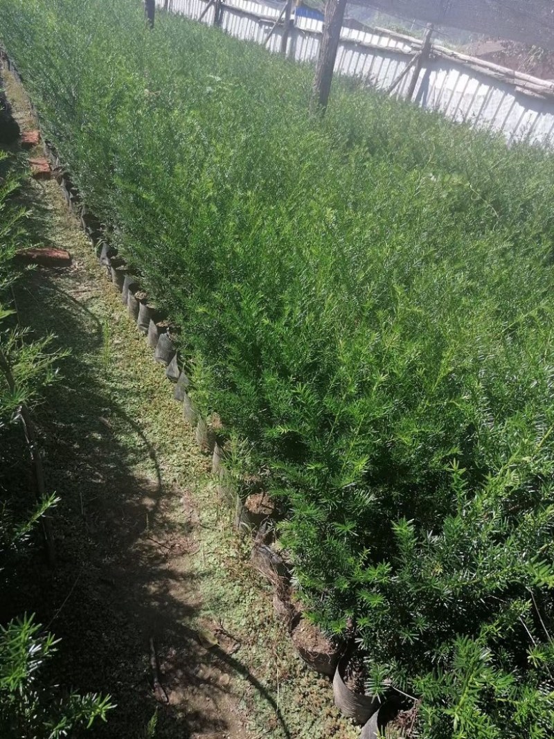 东北红豆杉矮紫杉