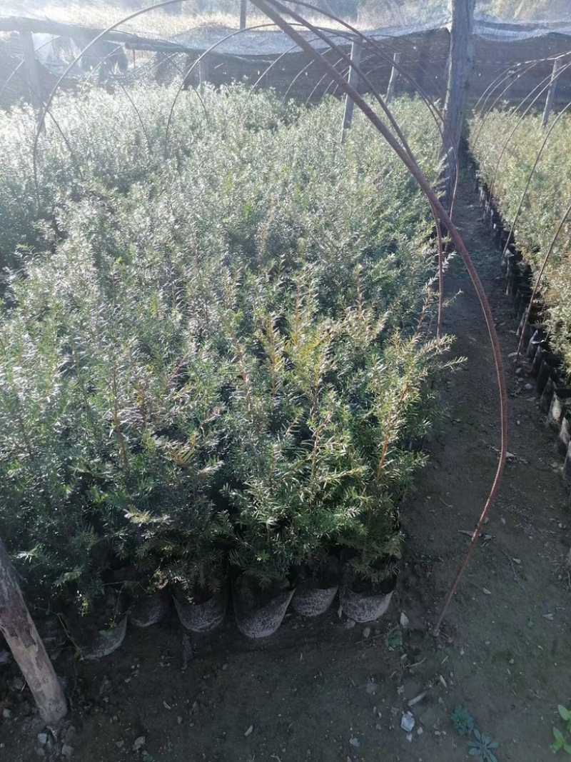 东北红豆杉矮紫杉