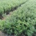 东北红豆杉矮紫杉