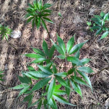 竹节参苗