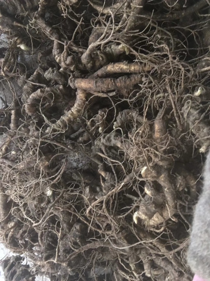 竹节参苗