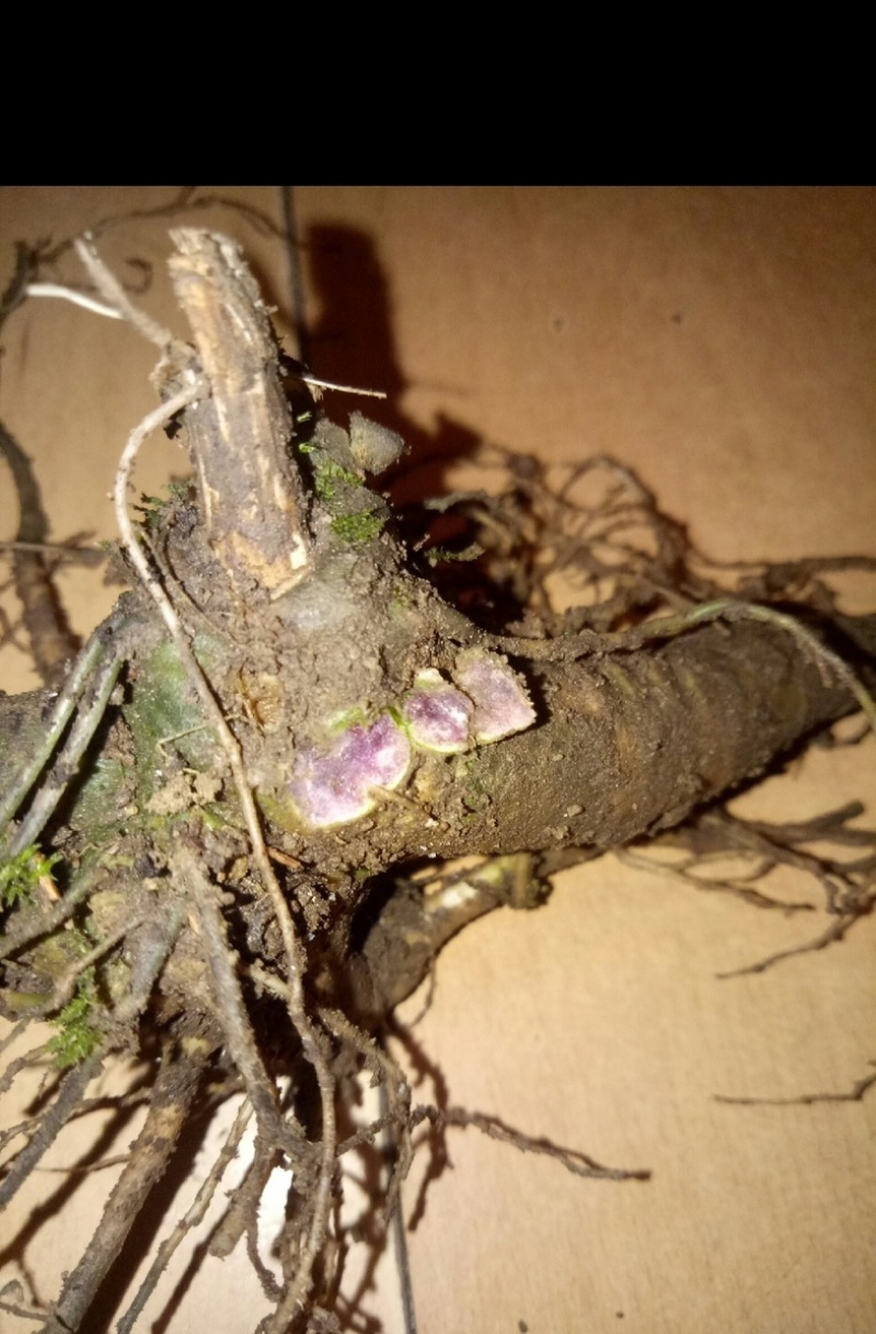 竹节参苗