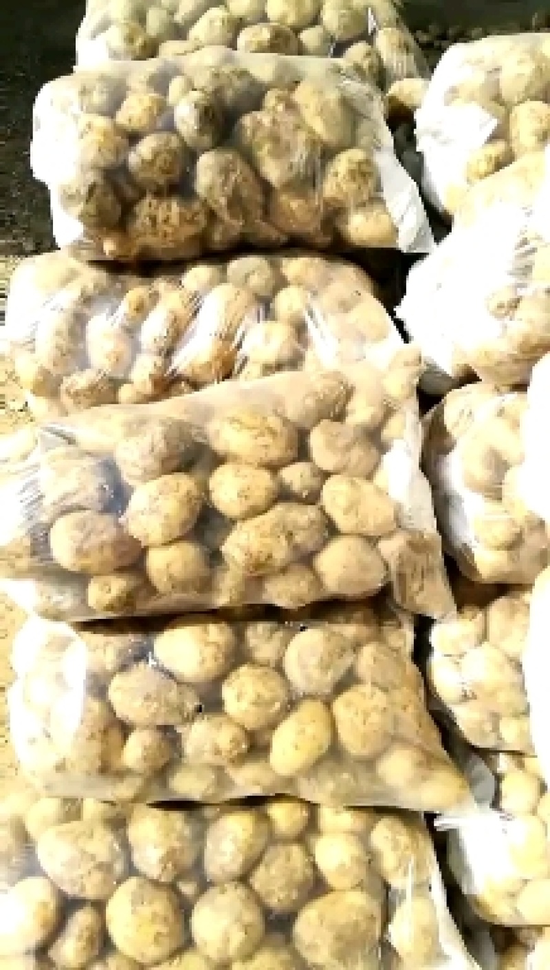 实验1号，兴加2号土豆，产地一手货原，可现场看货，可视频