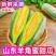 《一件代发》羊角蜜甜瓜大量现货供应电商平台对接美团多多