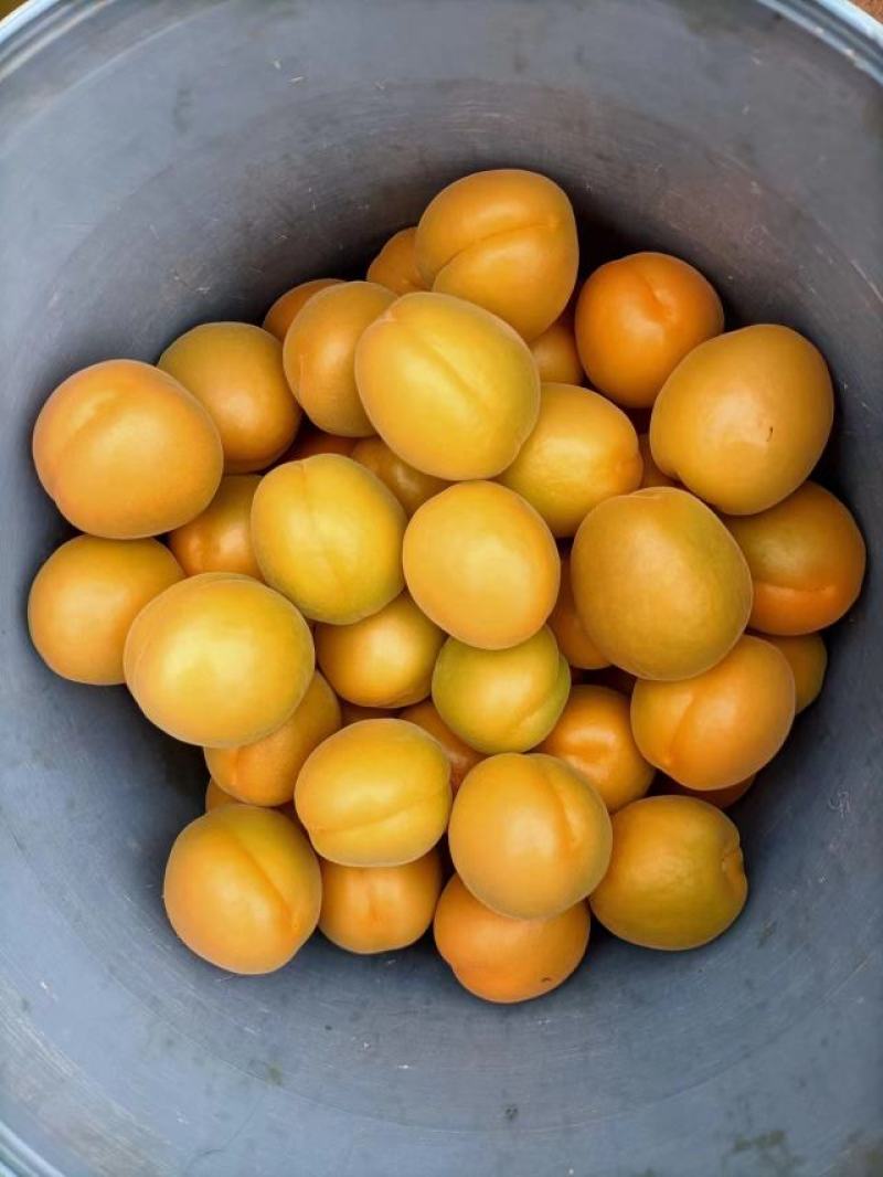 山西大棚金太阳杏量大，口感好，个头大，颜色漂亮。