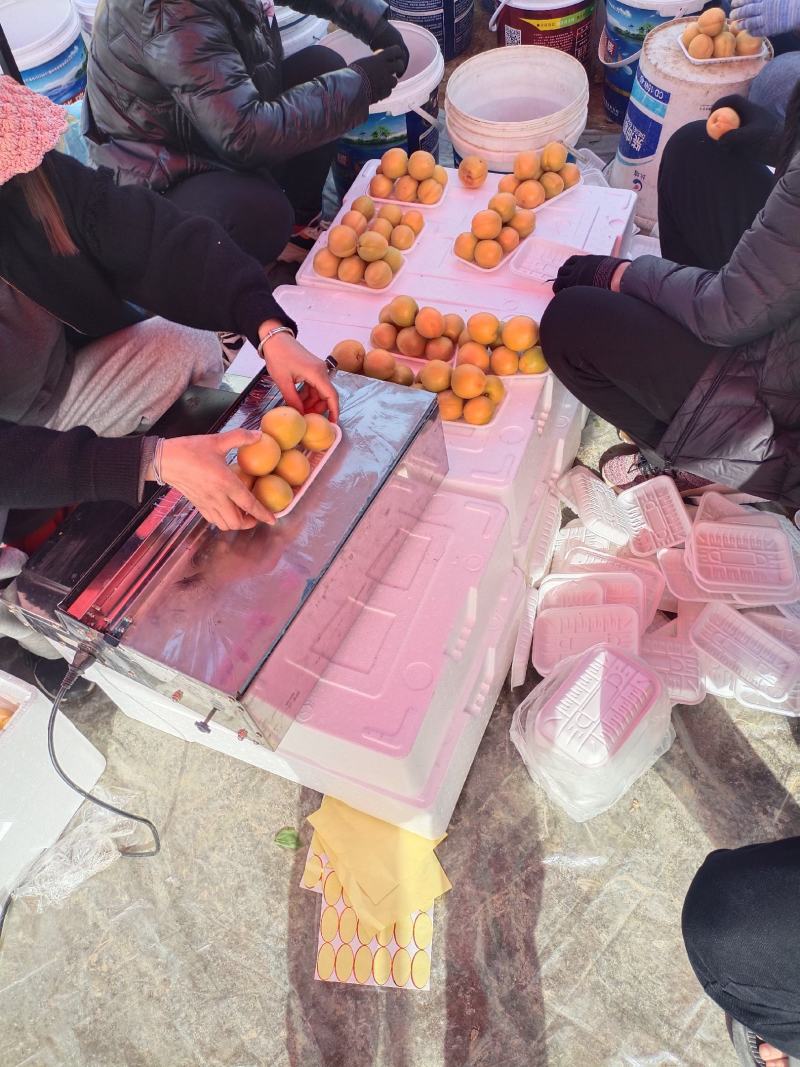 山西大棚金太阳杏量大，口感好，个头大，颜色漂亮。