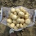 土豆中薯5号土豆黄心沙地土豆颜色靓味道好面积大