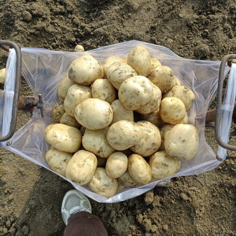 土豆中薯5号土豆黄心沙地土豆颜色靓味道好面积大