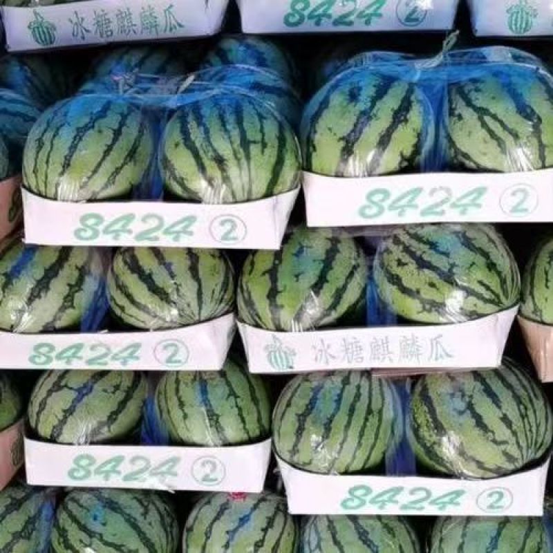 8424麒麟西瓜冰糖少籽麒麟瓜美都西瓜薄皮多汁现摘现发应
