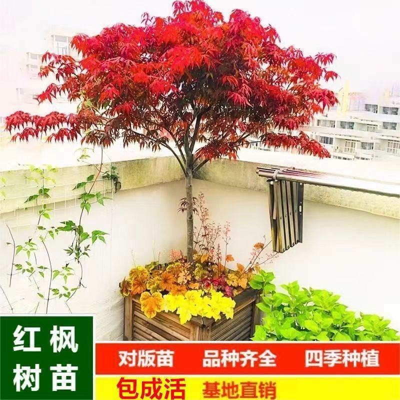 红枫树苗中国三季红日本红枫红舞姬庭院别墅四季红盆栽地栽红