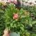 花坊