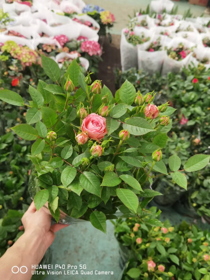 花坊
