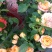 花坊