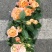 花坊