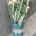 花坊