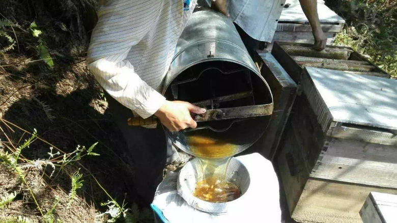 蜂农在蜂箱前采集蜂蜜
