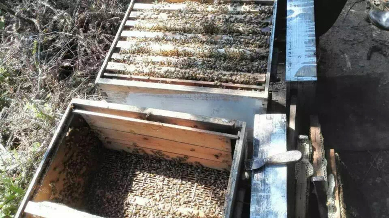 蜜蜂与蜂产品关系图