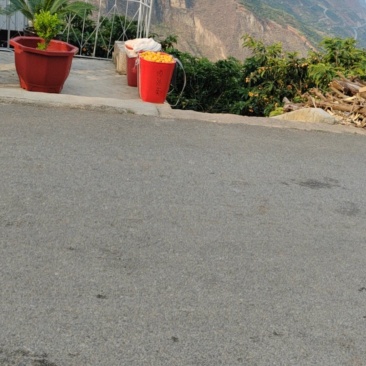 永善大兴枇杷
