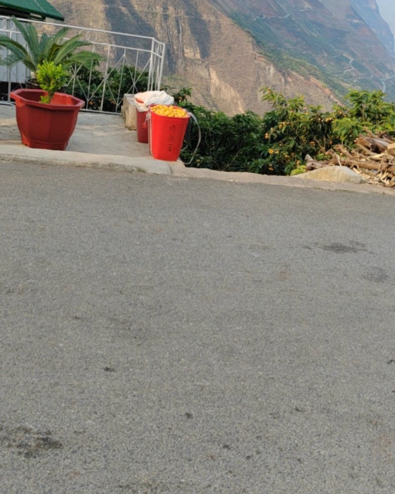 永善大兴枇杷