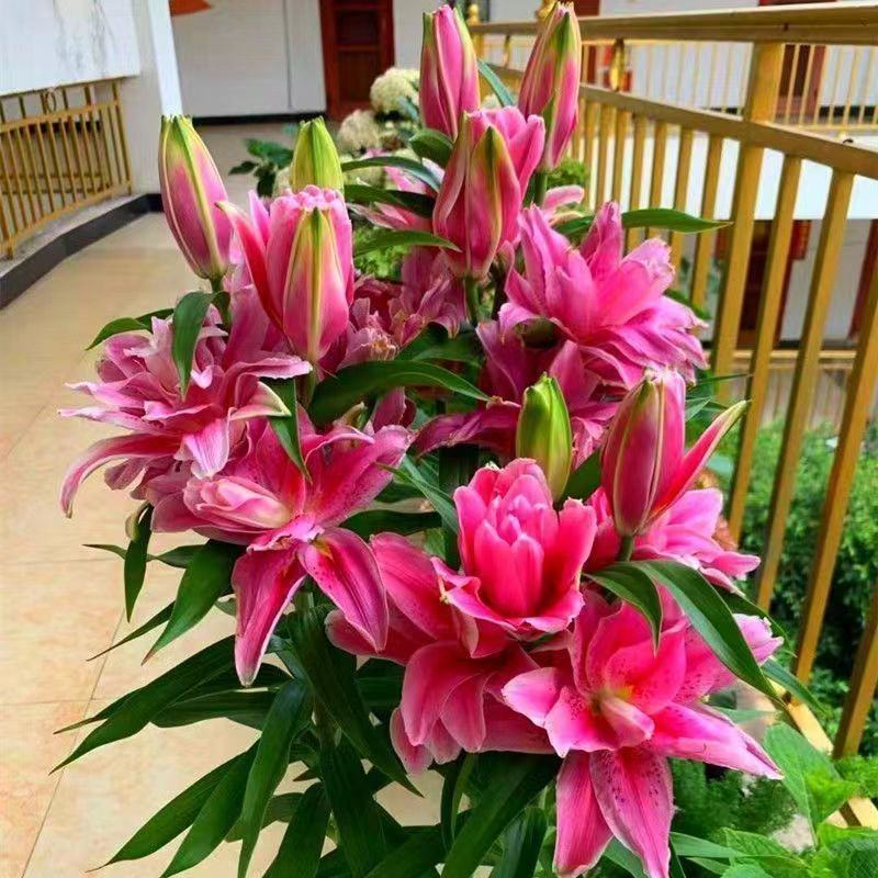 进口香水百合种球大重瓣四季开花室内盆栽观花植物冬季好养活