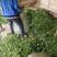 老百姓的茶叶有千亩需要联系，鲜货6一公斤干货30一公斤