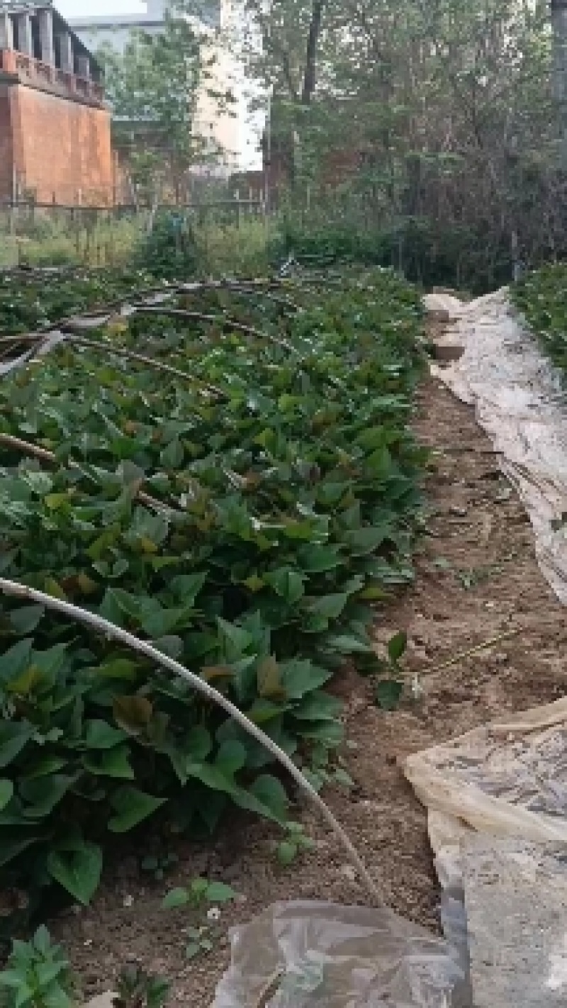 徐薯18高淀粉红薯苗，基地直供，欢迎老板联系。