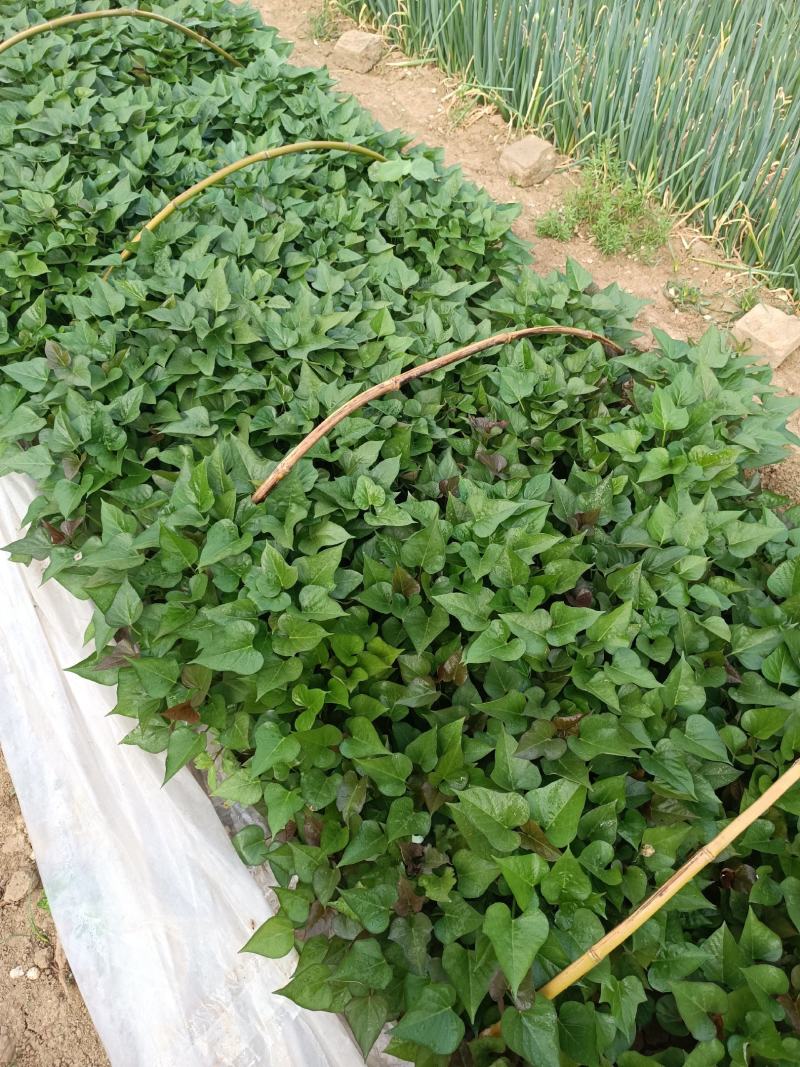 徐薯18高淀粉红薯苗，基地直供，欢迎老板联系。