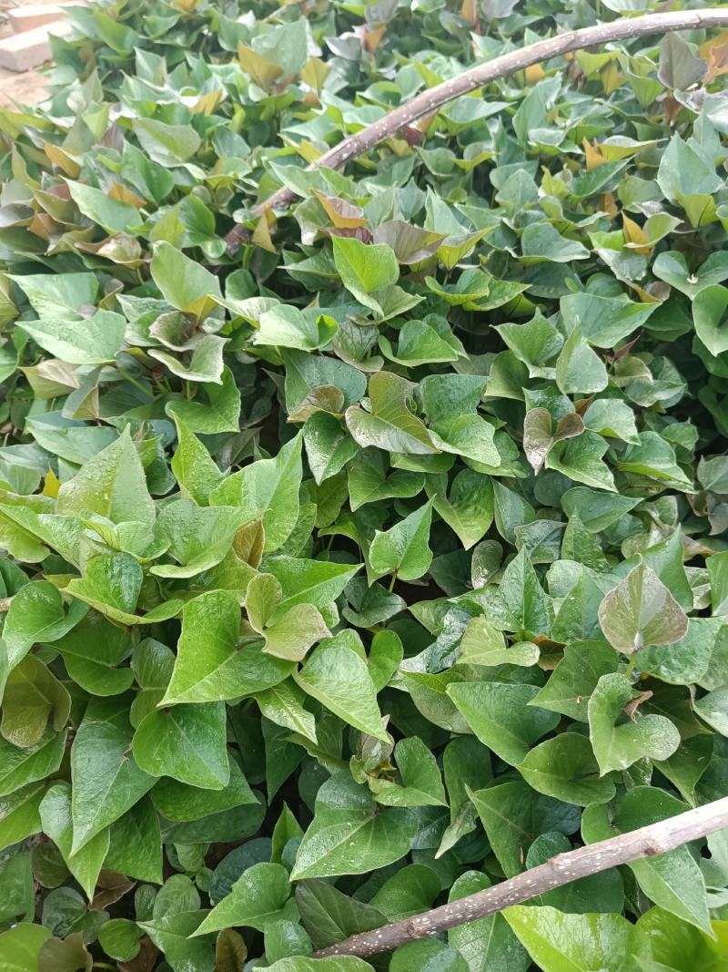 徐薯18高淀粉红薯苗，基地直供，欢迎老板联系。
