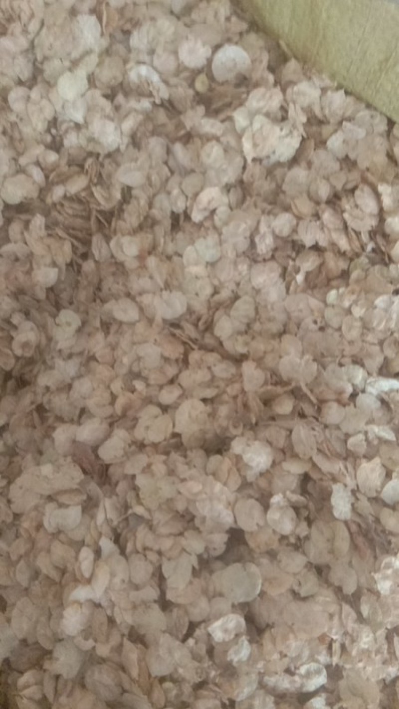 白榆种子