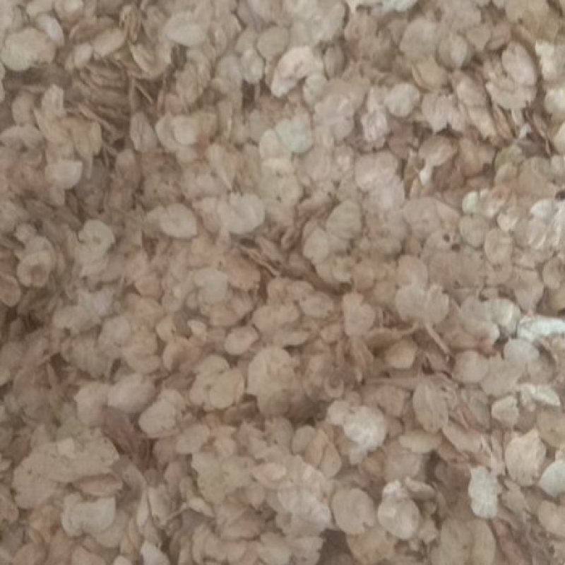 白榆种子