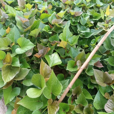 徐薯18高淀粉红薯苗，基地直供，欢迎老板联系。
