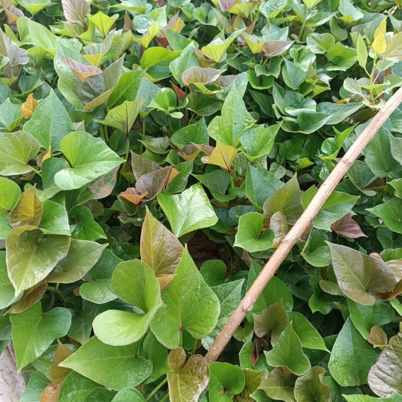徐薯18高淀粉红薯苗，基地直供，欢迎老板联系。