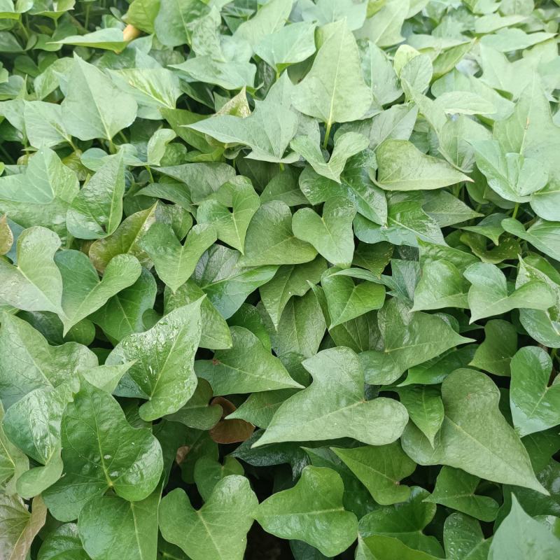 徐薯18高淀粉红薯苗，基地直供，欢迎老板联系。