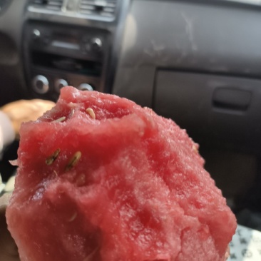 砀山西瓜基地，有籽美都，无籽，小糖丸